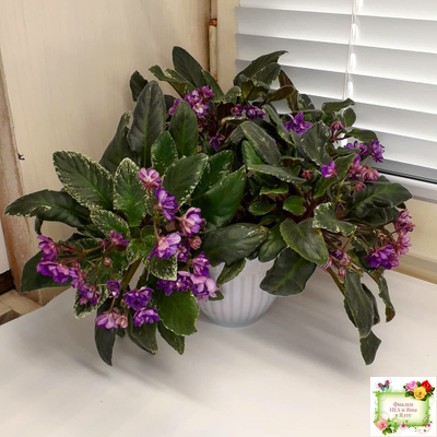 Senk's Azalea Trail (R.Follett/D.Senk) (9845) 01/30/2008 трейлер