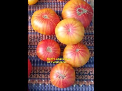Томат Желто-оранжевые от Умриловой