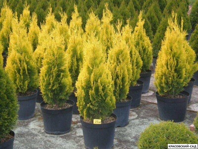 Туя Пирамидалис Ауреа - Pyramidalis Aurea