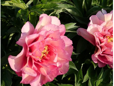 Пион ИТО Hillary, ЗКС,  контейнер 3-4 л.