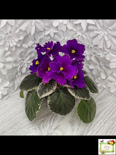 РМ-Глаз Дракона (Н. Скорнякова) 2021 г.