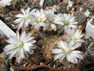 Gymnocalycium bruchii ssp.VG-1316 - 5 семян