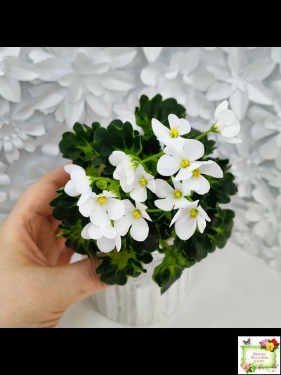 Lullaby (Arndt) (гёрл-лист)