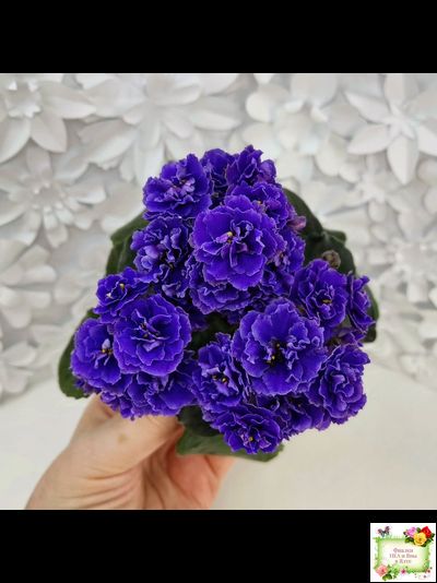 Blue Scoundrel (P.Sorano/LLG) 04/09/2012