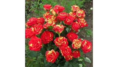 роза спрей "файер флеш"