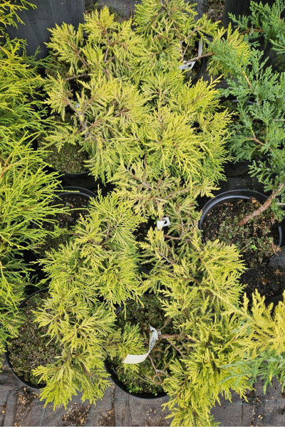 Можжевельник средний Golden Joy