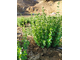 Затария, Персидский тимьян (Zataria multiflora) Иран, 5 мл - 100% натуральное эфирное масло