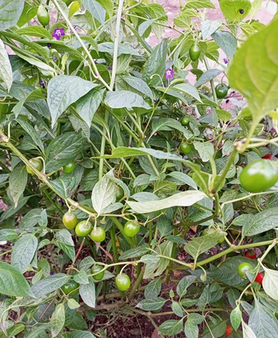 Перец острый Rocoto Mini Olive (Мини олива Рокото)