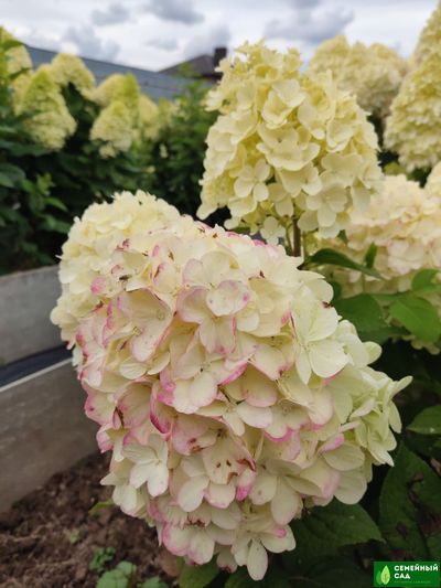 Гортензия метельчатая "Пантера"