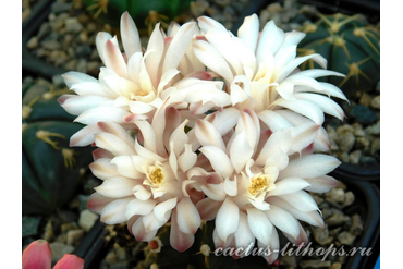 Gymnocalycium friedrichii hybr.