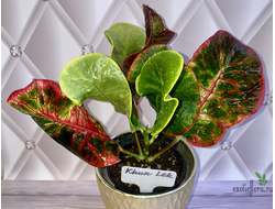 Кротон Khun Lek