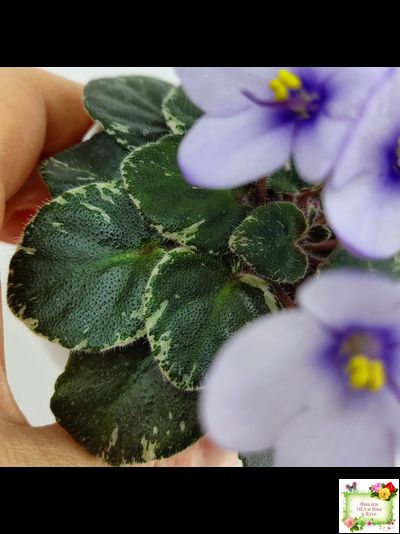 Smitten Kitten (LLG/S.Sorano) 03/22/2008 (9956)