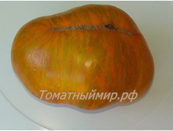 Томат гном Полосатый Джереми (Dwarf Jeremy’s Stripes), США
