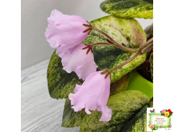 Dn-Рожева Конвалiя Gold (Д. Денисенко)