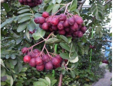 Рябина Титан  3-х летка