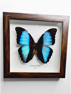 Морфо Ахилес бабочка в рамке №1063