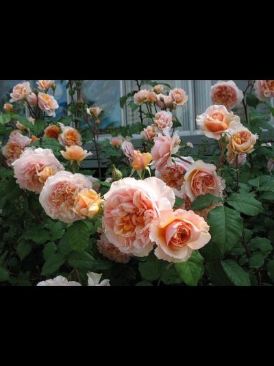 Дени Хан (Dany Hahn)