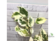 Ficus Benjamina De Gantel  Big leaf / фикус Бенджамина Де гантель крупный лист