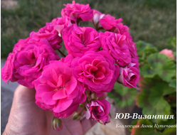 Пеларгония Византия фото