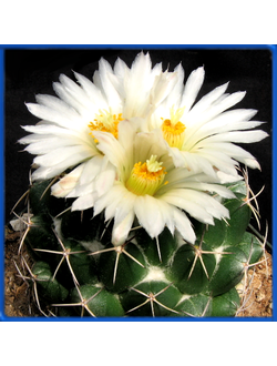 Coryphantha maiz-tablasensis PP 251