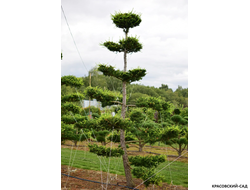 Ниваки - Бонсай садовый Лиственница европейская