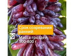 Кишмиш Смешные пальцы