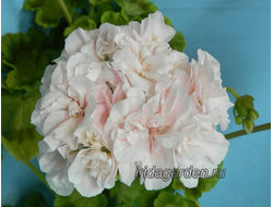 Пеларгония Iris Mepham