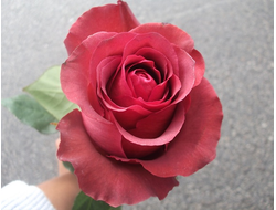 Матильда  ( Марсель паньол) (Marcel Pagnol (Matilda) Ч/Г, Meilland