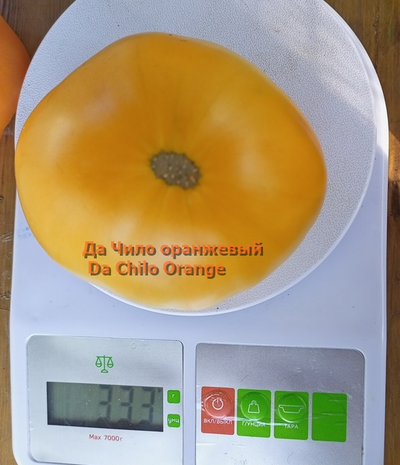 Томат Да Чило оранжевый (Da Chilo, США)