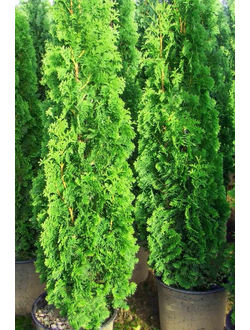 Туя западная Spiralis