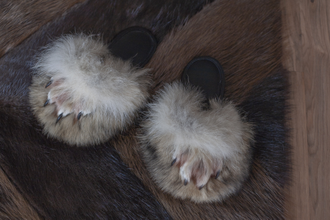 Мужские тапки из меха полярного волка с натуральным когтем