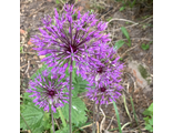 Allium aflatunense
