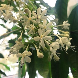 Clerodendrum Calamitosum / Клеродендрум ротанговый