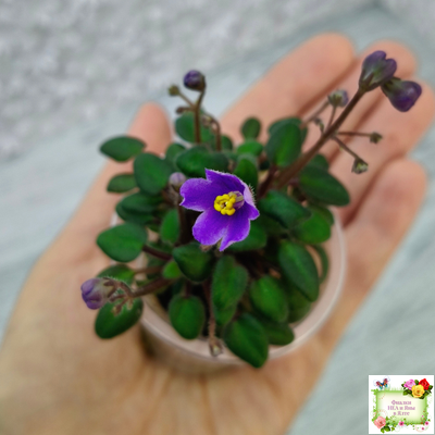 Senk's Fruit Fly (R.Follet/D.Senk)