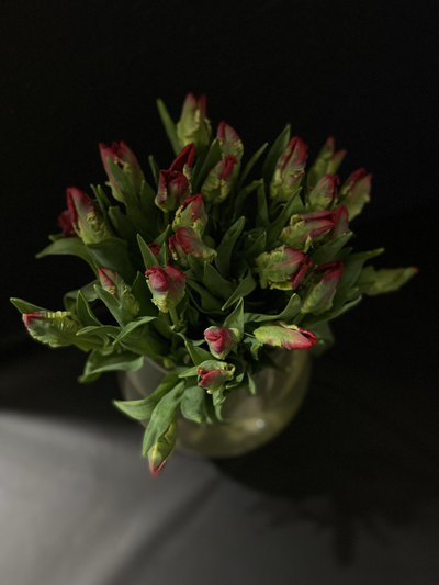 Тюльпаны  25 шт