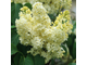 Примрозе сирень обыкновенная (Syringa vulgaris Primrose)