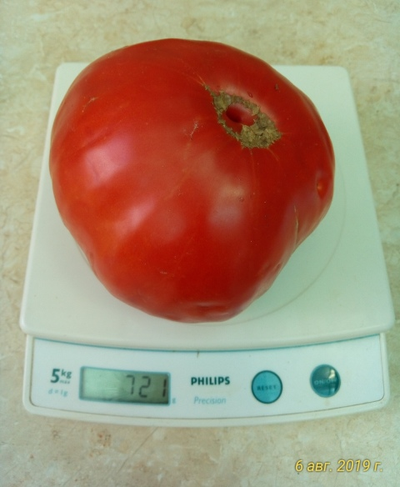 Томат Замок Шартр (усл)