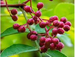 Перец сычуаньский/непальский (Xanthoxylum armatum) 5 мл - 100% натуральное эфирное масло