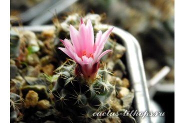 Turbinicarpus mombergeri