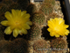 Lobivia aurea v.sierragrandensis WR-711b - 10 семян