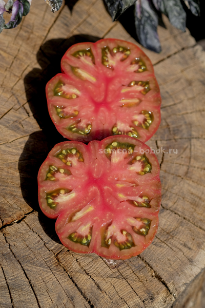 Томат Suffer Well (Саффер Вел), 10 шт