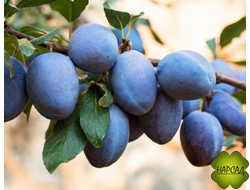 Слива "Стенли" (поздняя, крупноплодная) (саженец 1,5 года)