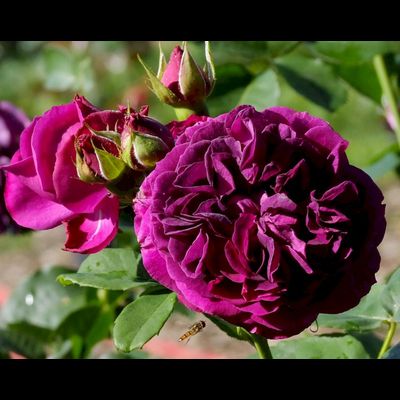 Пёрпл Лодж (Purple Lodge)