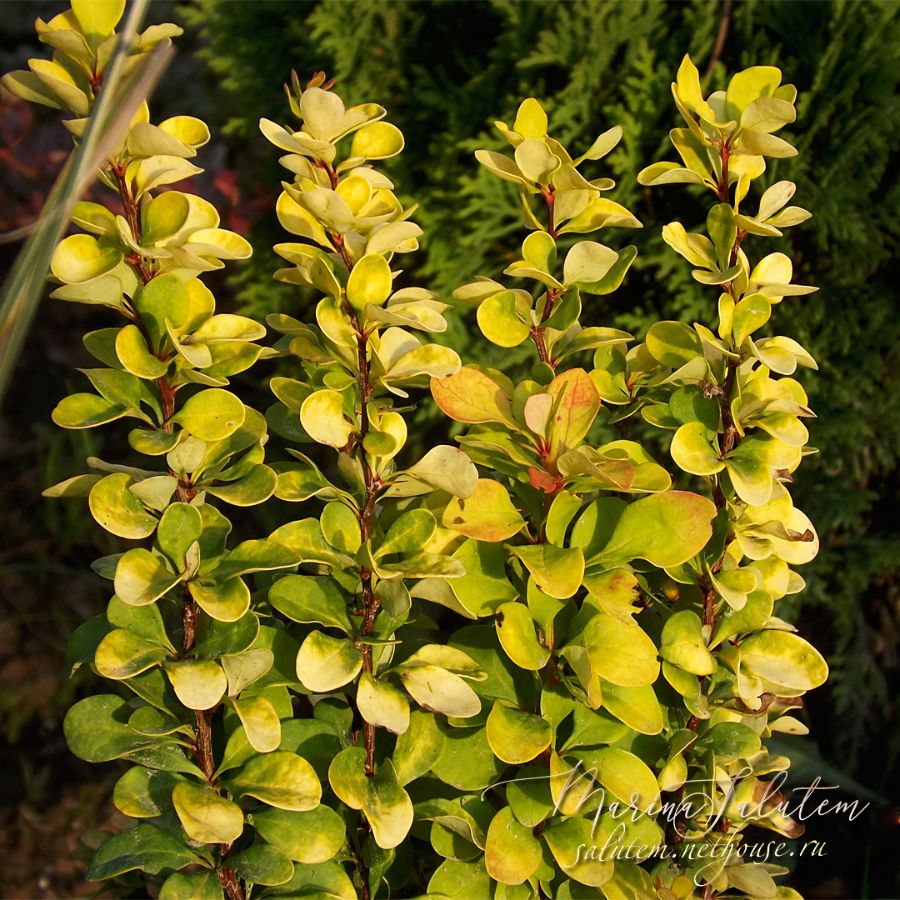 Berberis thunbergii Maria