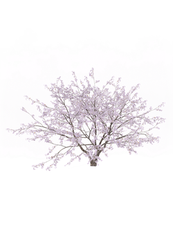 цветущие Вишня обыкновенная 1