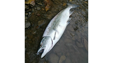 рыбалка с MIARI