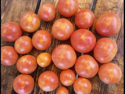 Томат Мультифлора Гигант (Giant multiflora, Multiflora Long Keeper)