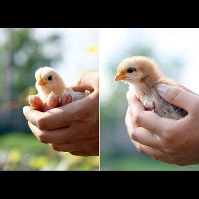 D0417 Цыпленок