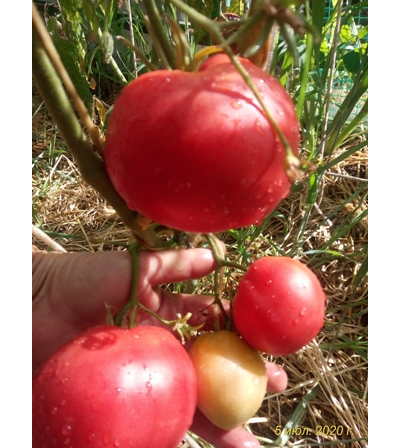 Томат Бычье сердце туймазинское