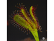 Drosera "Capensis Cretee"